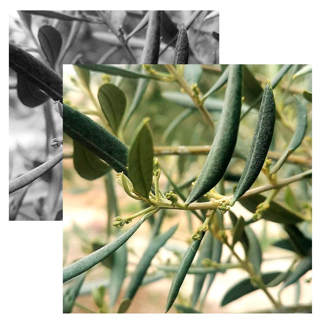 Olive oil served